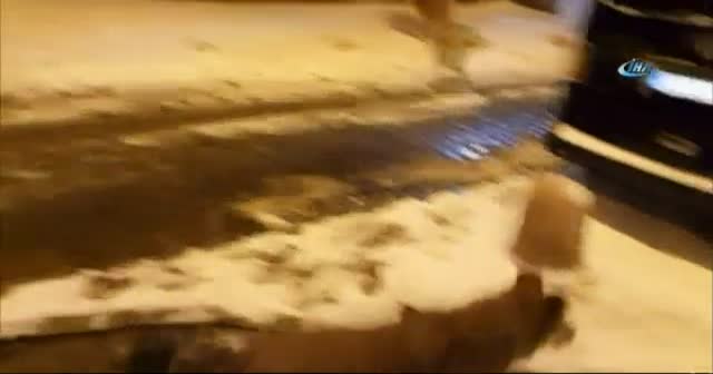 Soğuk ve yağışlı hava sokak hayvanlarını da vurdu