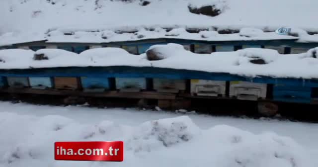 Soğuktan donan arılarını avuçlarında ısıtıyorlar