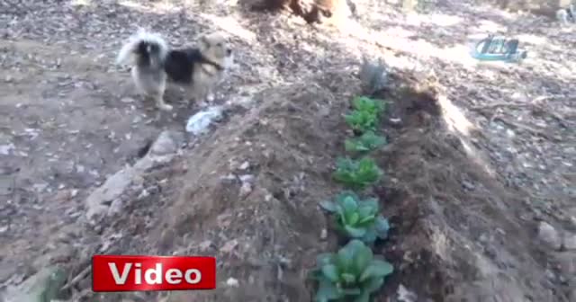 Vefakar köpek, her gün ölen sahibinin mezarına koşuyor