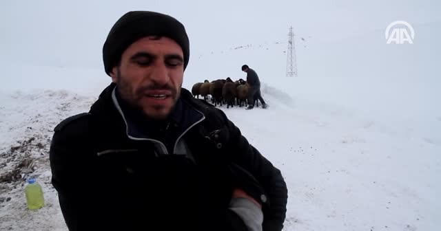 Yeni doğan kuzuyu montuna sarıp kurtarılmayı bekledi