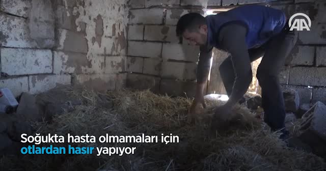 'Anadolu aslanı'na zorlu kışta özel bakım