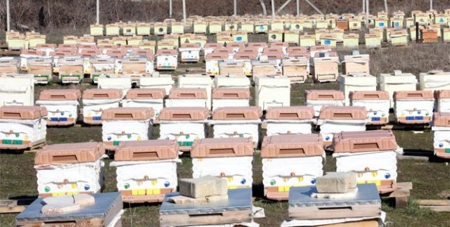 Arıların en büyük düşmanı ‘Yalancı Bahar’