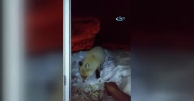 Bayburt'ta aç kalan tilkiyi eliyle besledi
