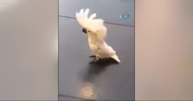 Bu papağan havlıyor
