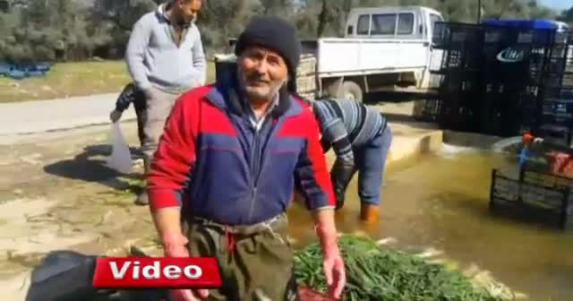 Doğal antibiyotik yeşil soğan