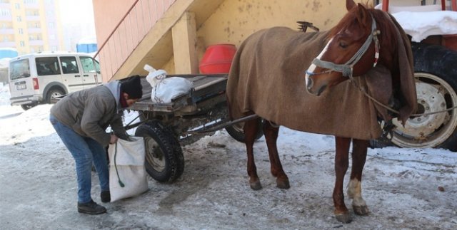 Ekmek kapısı olan atları battaniyeye sarıyorlar