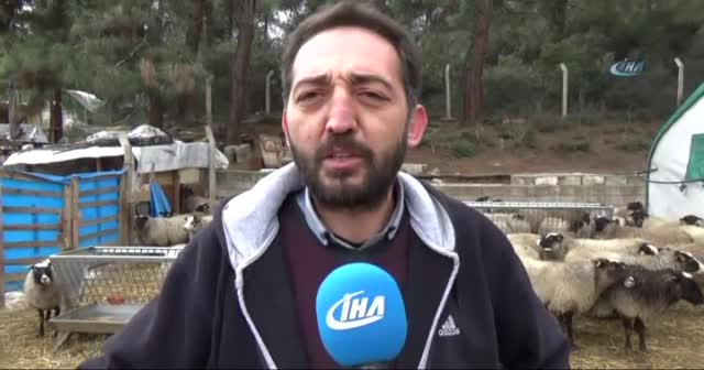 İthal ettiği koyunlardan 6’sı beşiz doğurdu
