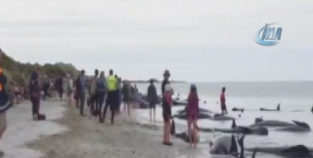 Karaya vuran pilot balinalardan 100'e yakını kurtarıldı
