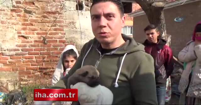 Köpek deyip geçmeyin, dişi köpeklerin merhameti şaşırttı