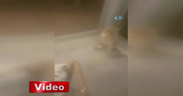 Köpeklerden kaçan tilki lokantaya girdi