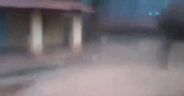 Minik köpek dev fili böyle kovaladı
