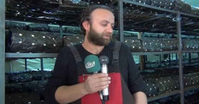 Müzikli terapiyle istiridye mantarı yetiştiriyor