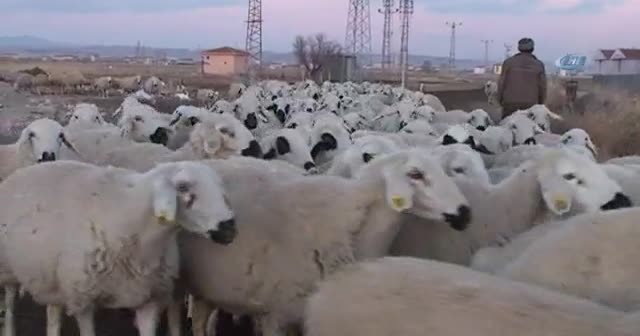 Sertifikalı çobanlar 5 bin lira alacak