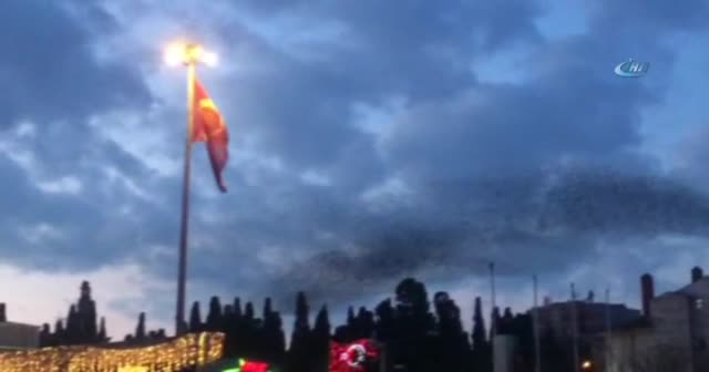 Sığırcıkların büyüleyen dansı