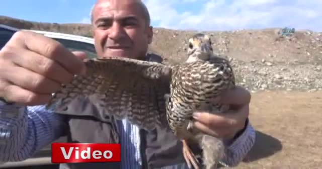 Turaç kuşları doğaya bırakıldı