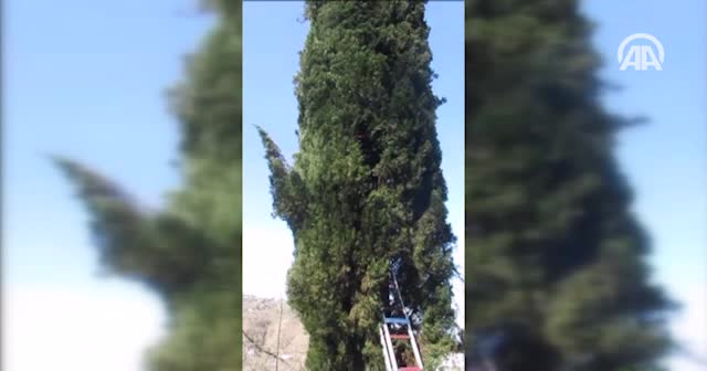 Ağaçta mahsur kalan kediyi AFAD kurtardı