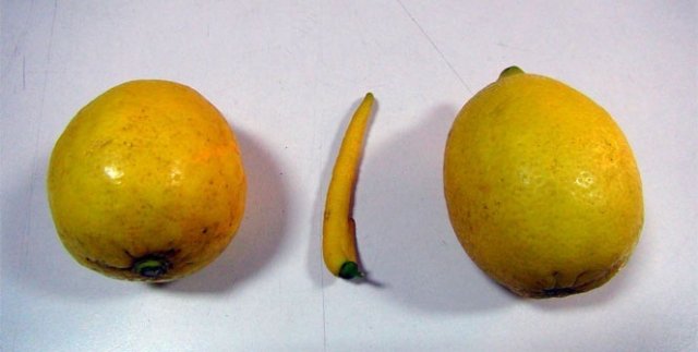 Biber görünümlü limon
