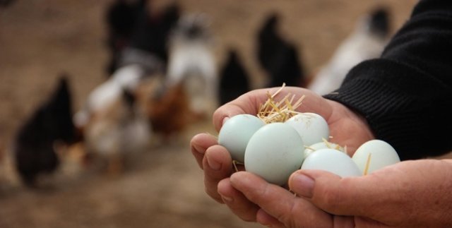 Bıldırcın yumurtası ‘out’, yeşil yumurta ‘in’