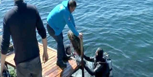 Denizden çıkanlar şok etti