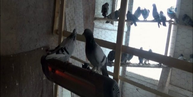 Elektrikli ısıtıcıyla güvercinleri soğuktan koruyor