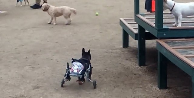 Felçli köpeğe ’tekerlekli’ çözüm