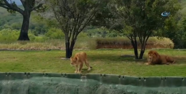 Safari turunda korku dolu dakikalar