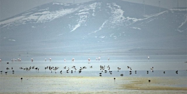 Seyfe Gölü’ne flamingo akını
