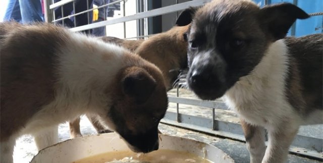 Sokak köpekleri için aşevi açtı