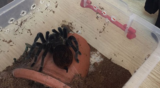 Terör zanlısının evinden tarantula çıktı