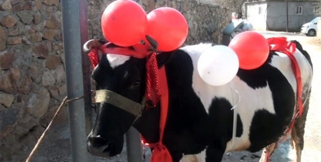 Torunlarını okutmak için istediği ineğe kavuştu