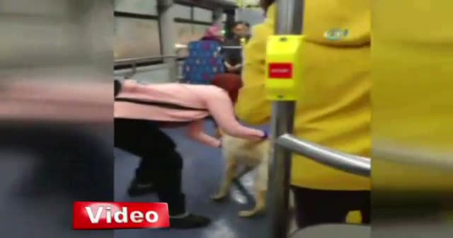 Yağmurdan kaçan köpek belediye otobüsüne sığındı