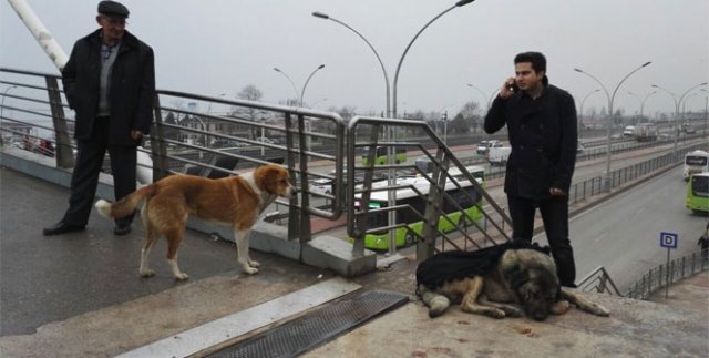 Yaralı köpeğin başından bir an olsun ayrılmadı