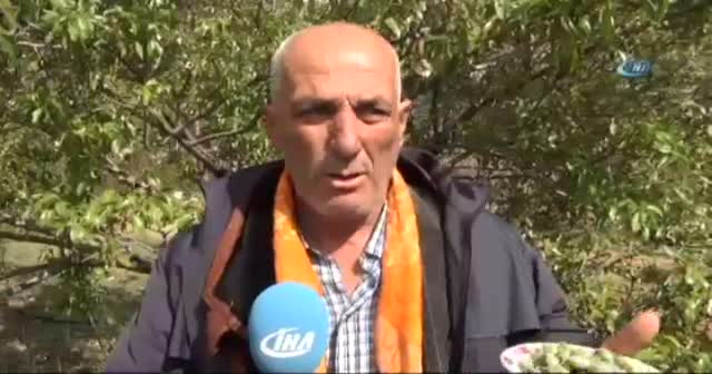 Yılın ilk çağla hasadı Silifke’de yapıldı