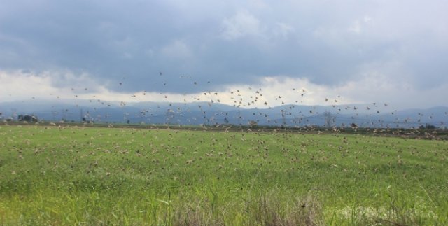 Aydın Ovası'nı kuşlar istila etti