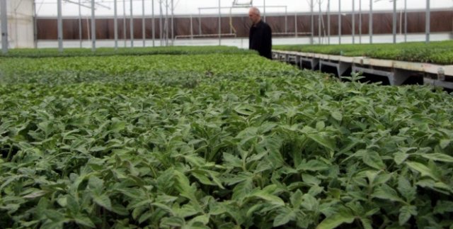 Domates fiyatlarını artıran sebep ortaya çıktı