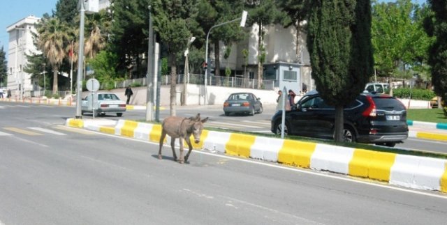 Otoyolda eşek var...Trafikte ilerleyen eşek sürücülere zor anlar yaşattı