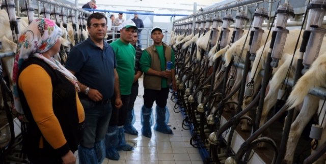 4 bin lira maaşla çoban yetiştiriyorlar