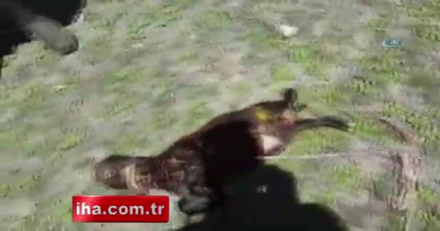 Ağrı’da tek gözlü kuzu dünyaya geldi