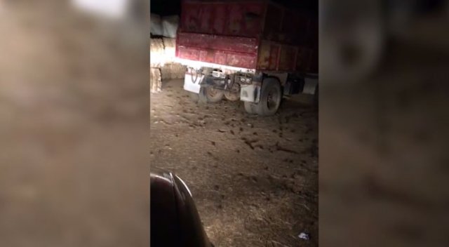 Çiftçinin rahatsız ettiği tarla fareleri çılgına döndü