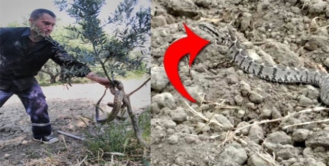 Dev yılanlar korkuttu