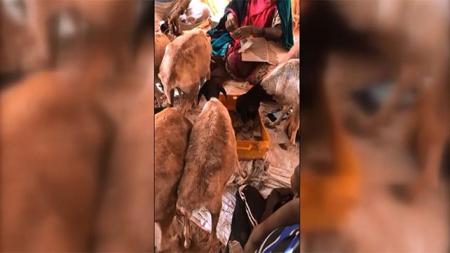 Somali'deki kuraklıktan keçiler karton yerken görüntülendi