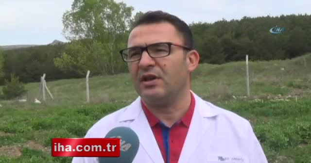 Süper bezelye yetiştirdiler