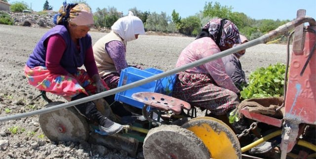 Zahmeti çok, ekimi zor tütün toprakla buluşuyor