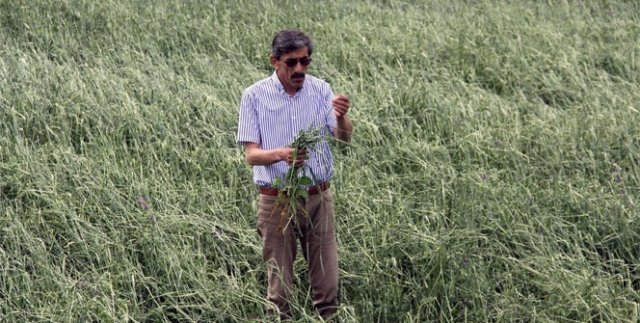 Sivas’ta tarlaları dolu vurdu