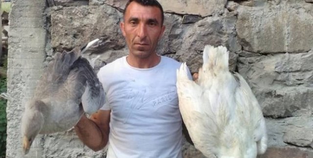 3 Günde 150 kaz telef oldu
