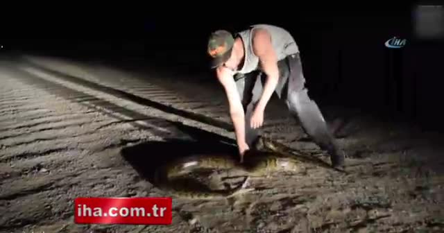 3 metrelik pitonu elleriyle yakaladı