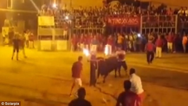 Boynuzlarını ateşe verdikleri boğa intihar etti