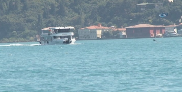 İstanbul Boğazı’nda Yunusların martılarla balık kapma yarışı