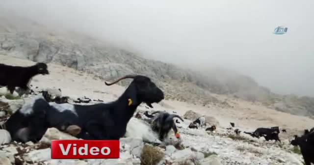 2 bin 500 metreden kurban pazarına