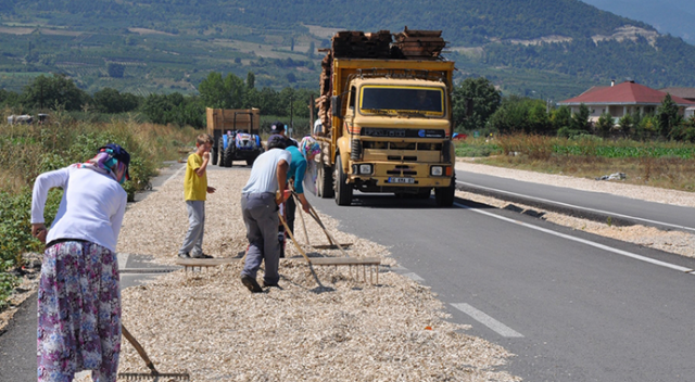 Ay çiçeğini kurutmak için çevre yolunu kapattılar!